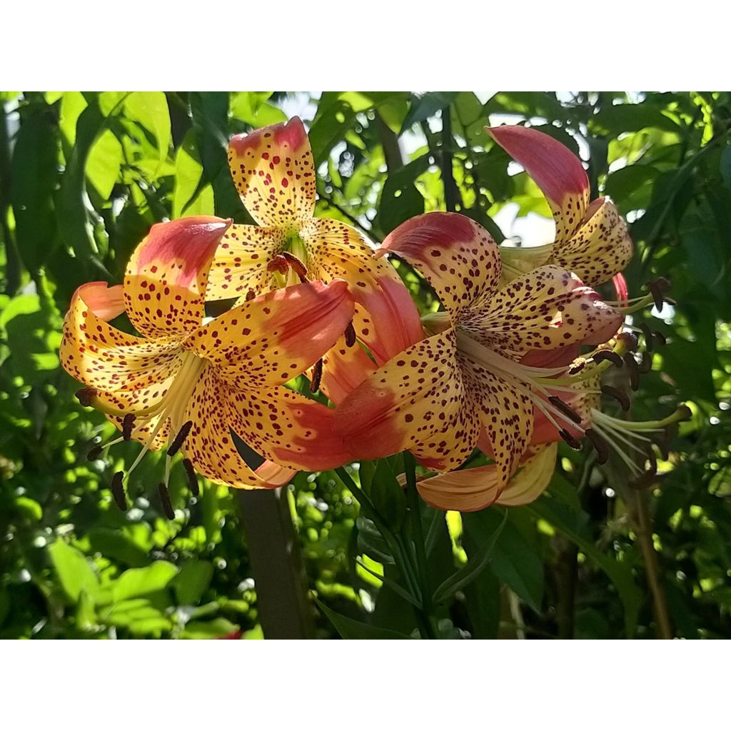 Lis hybride Fusion - Lilium (x) pardalinum