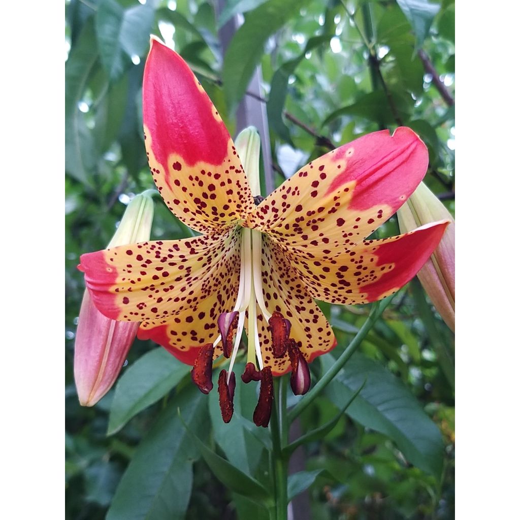 Lis hybride Fusion - Lilium (x) pardalinum