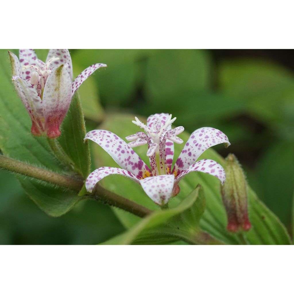 Lis Orchidée - Tricyrtis hirta Miyazaki