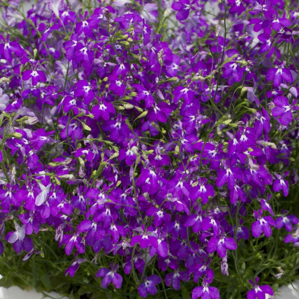 Lobélia Purple Star