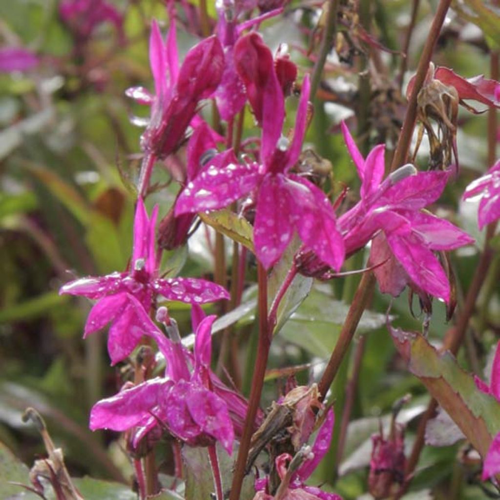 Lobelia speciosa Tania