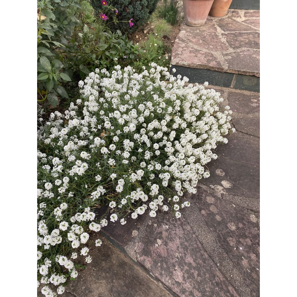 Lobularia Snow Princess - Alysse odorant