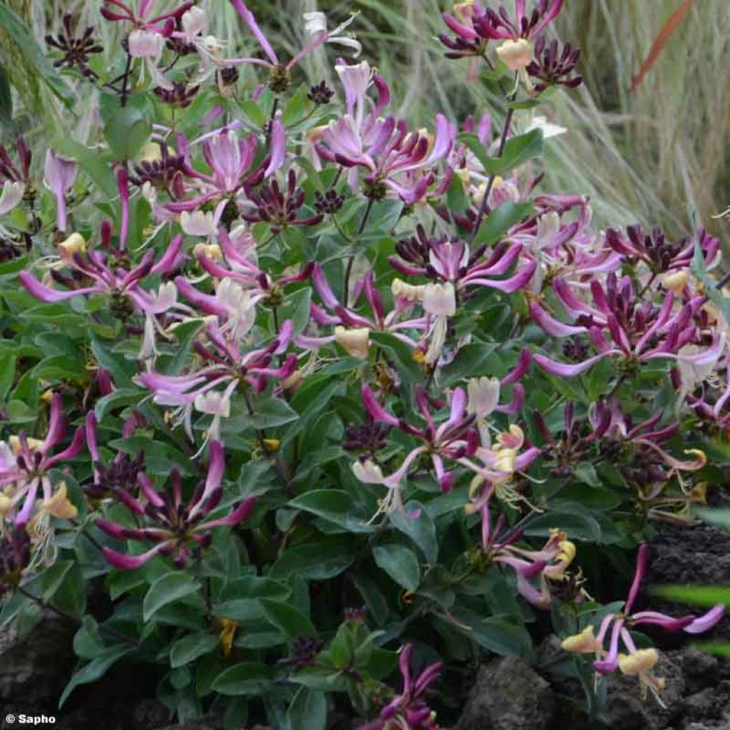 Chèvrefeuille nain - Lonicera periclymenum Chic et Choc