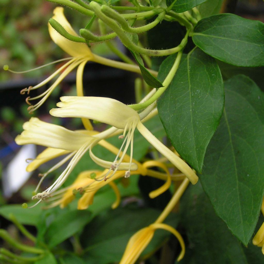 Chèvrefeuille - Lonicera similis var. delavayi