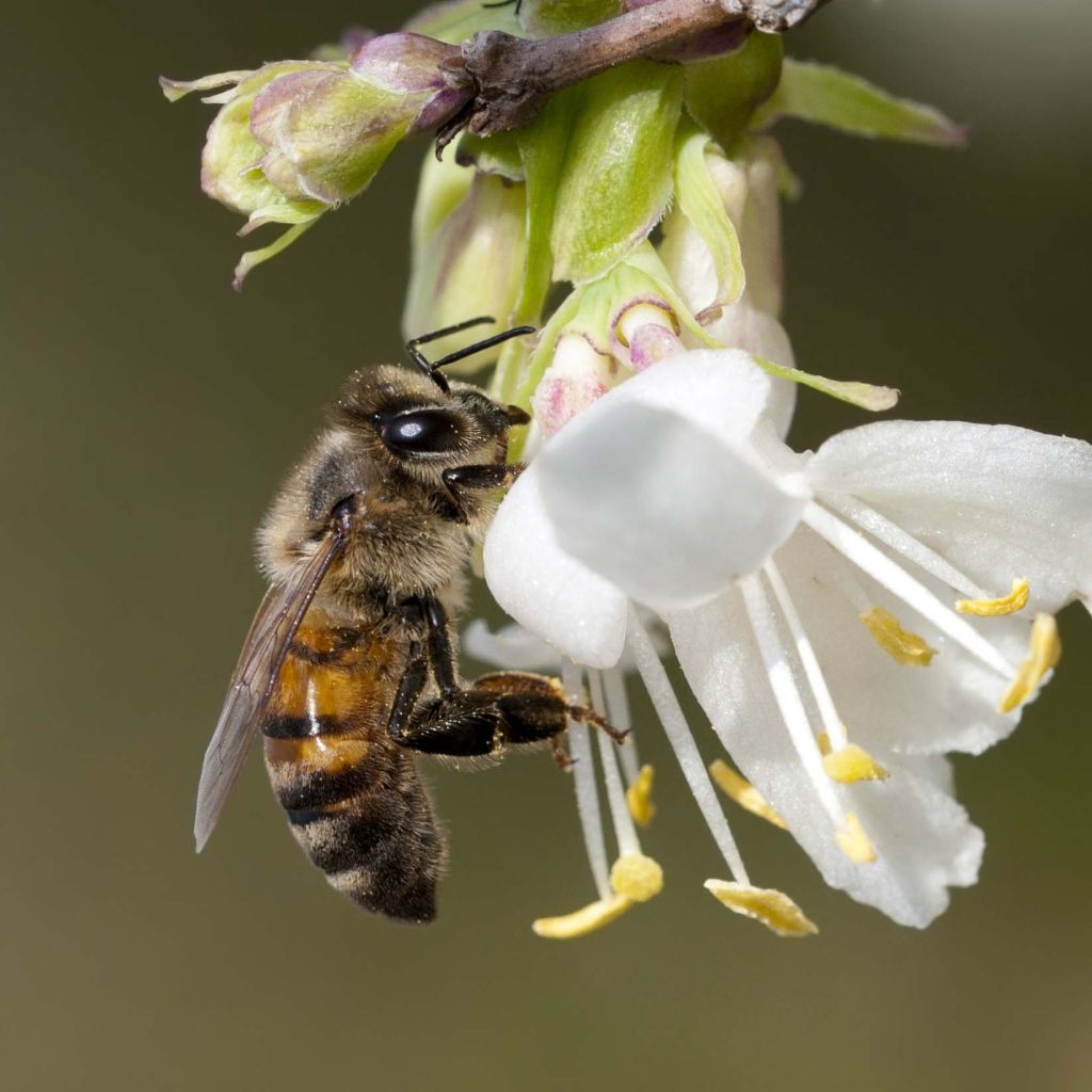 Lonicera fragrantissima - Chèvrefeuille d'hiver