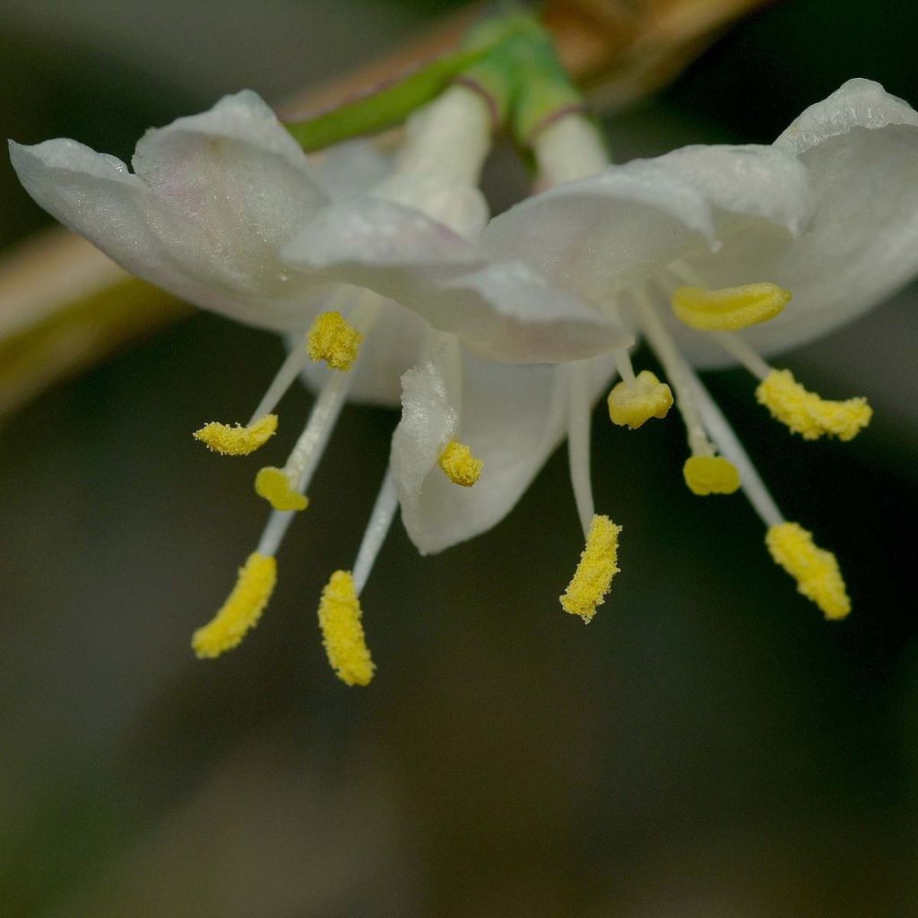 Lonicera fragrantissima - Chèvrefeuille d'hiver