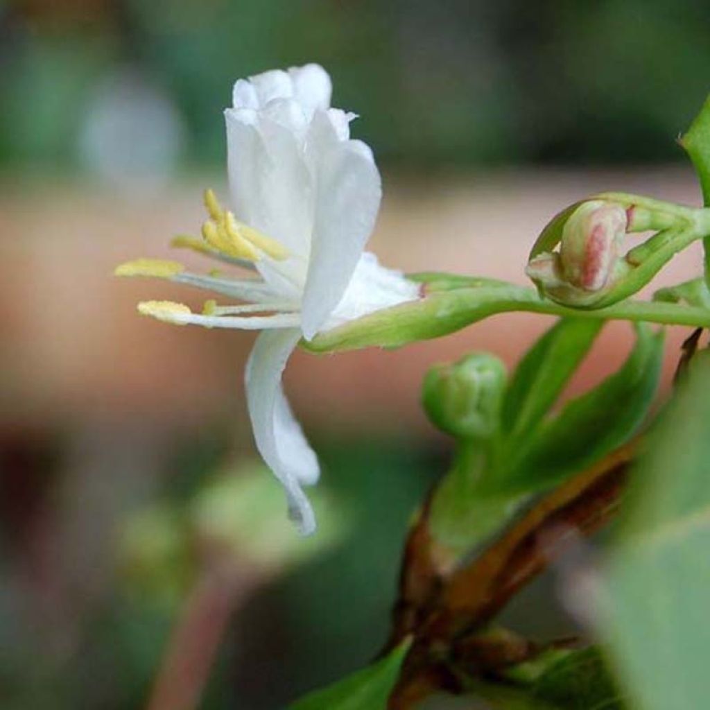 Lonicera fragrantissima - Chèvrefeuille d'hiver