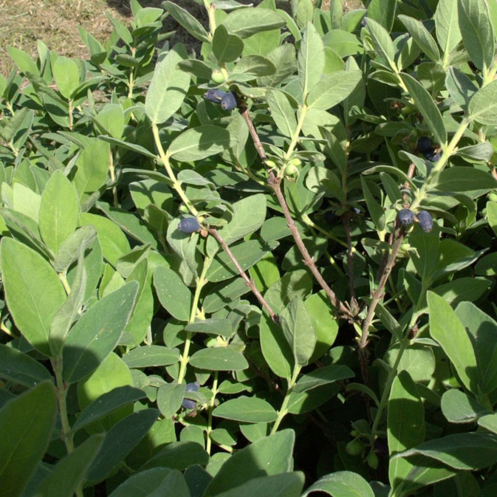 Chèvrefeuille à baies de miel - Lonicera kamtschatica Blue Velvet