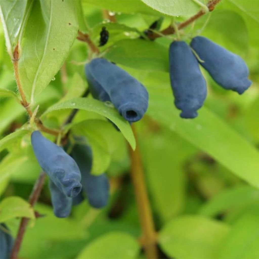 Lonicera kamtschatica Eisbär - Baie de Mai