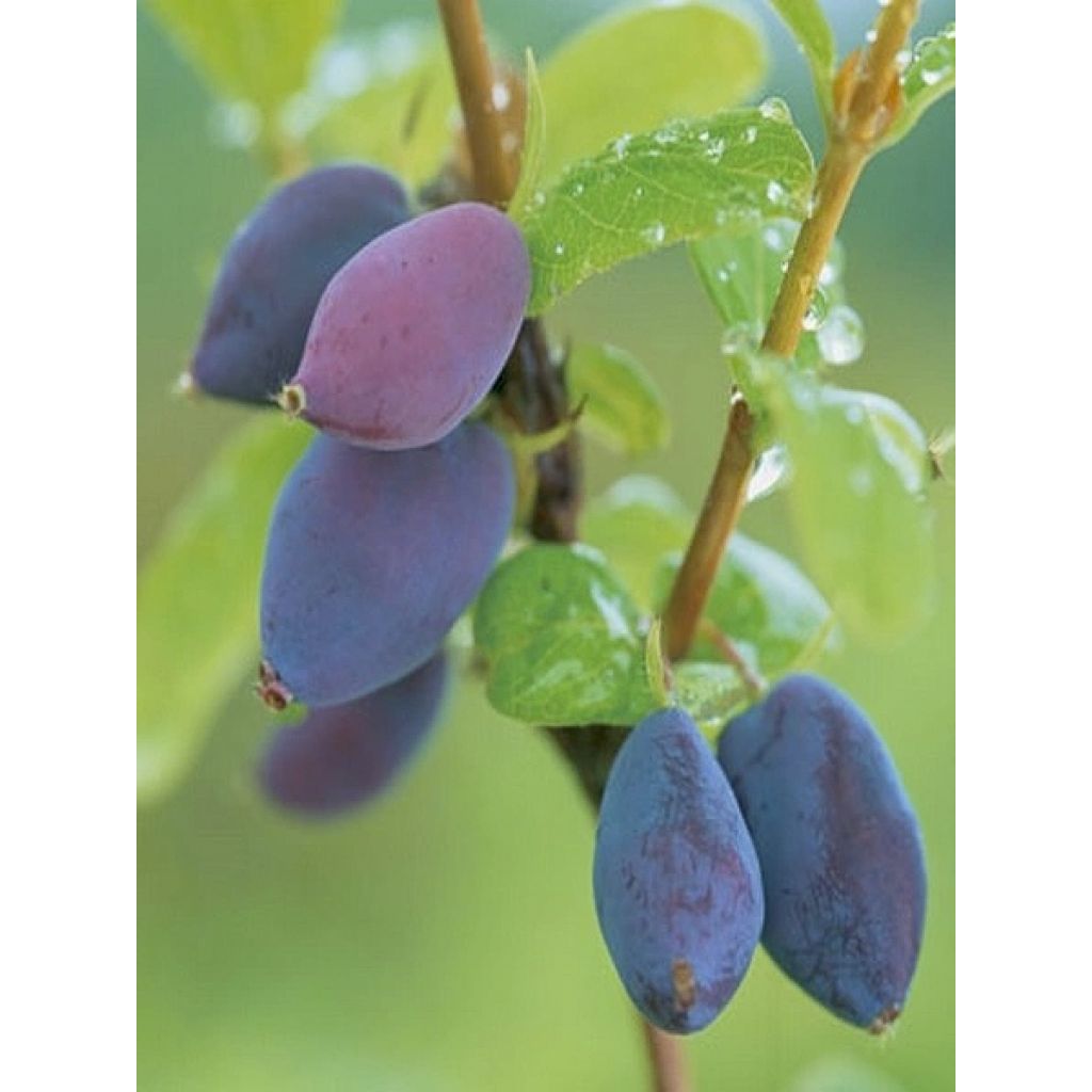 Lonicera caerulea var. kamtschatica Martin - Baie de mai