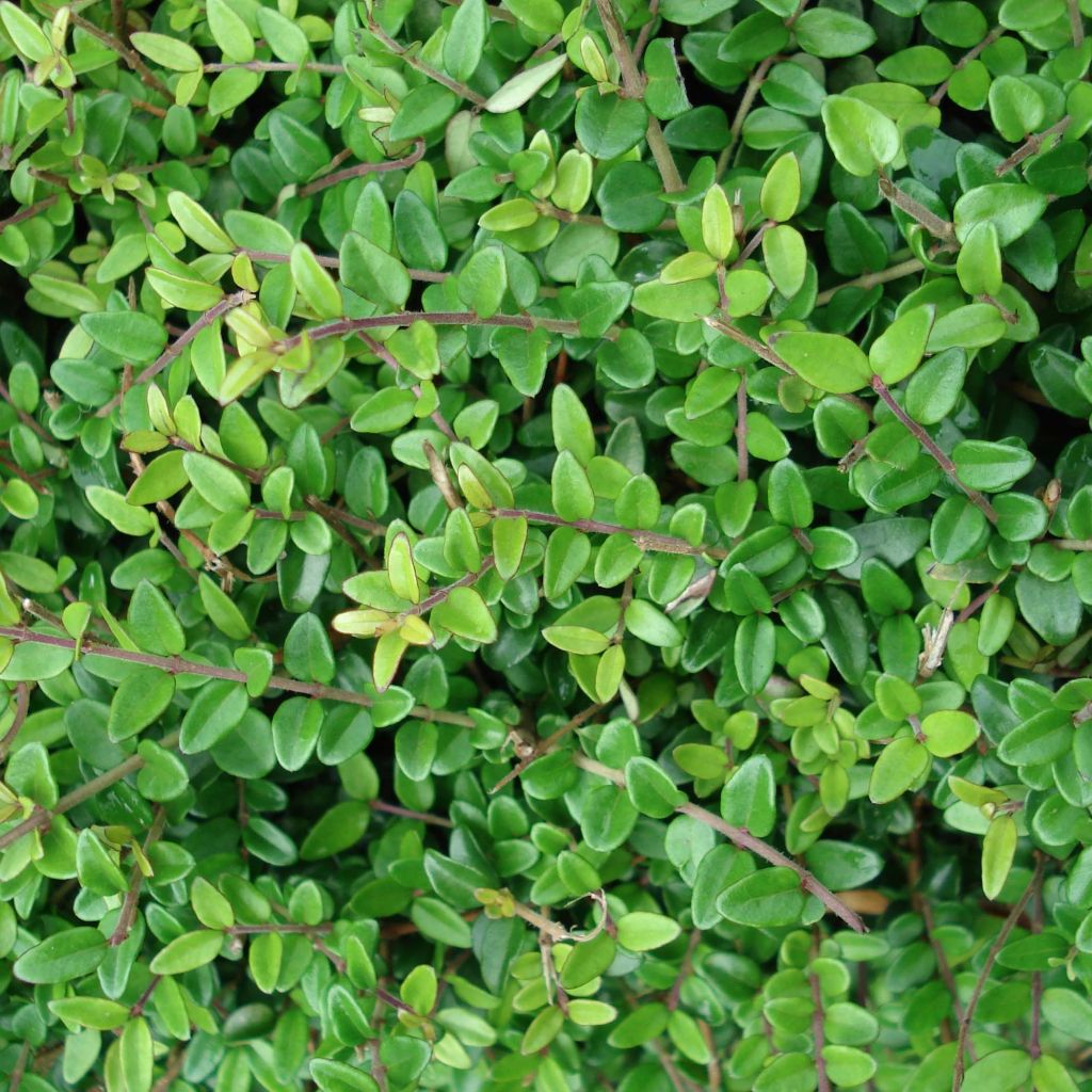 Lonicera nitida - Chèvrefeuille à feuilles de buis 