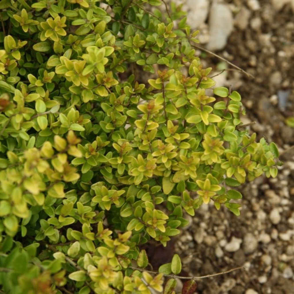 Lonicera nitida Baggesen's Gold - Chèvrefeuille arbustif