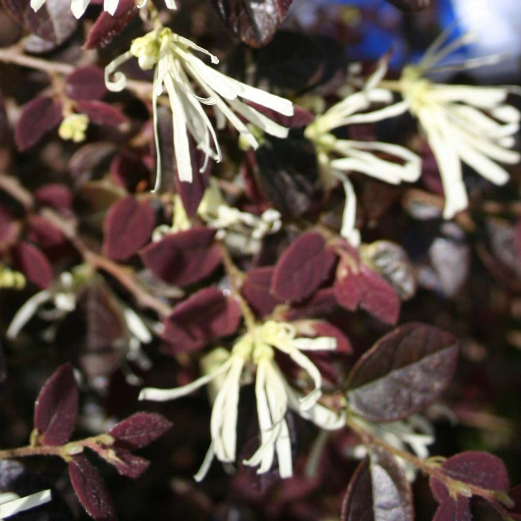 Loropetalum chinense Ruby Snow