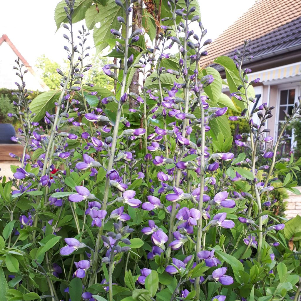 Lupin indigo - Baptisia Purple Smoke