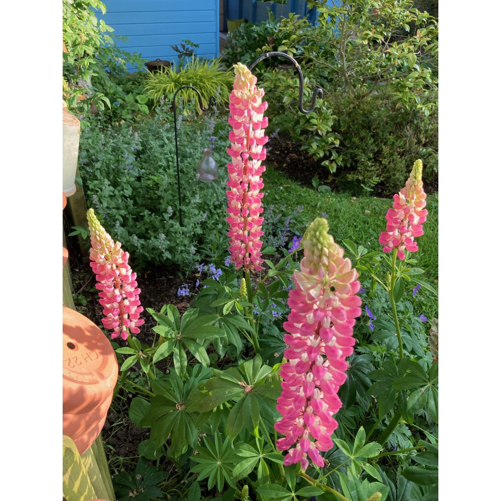 Lupin La Chatelaine rose