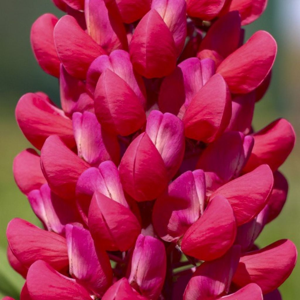Lupin West Country Red Rum rose-rouge et blanc.