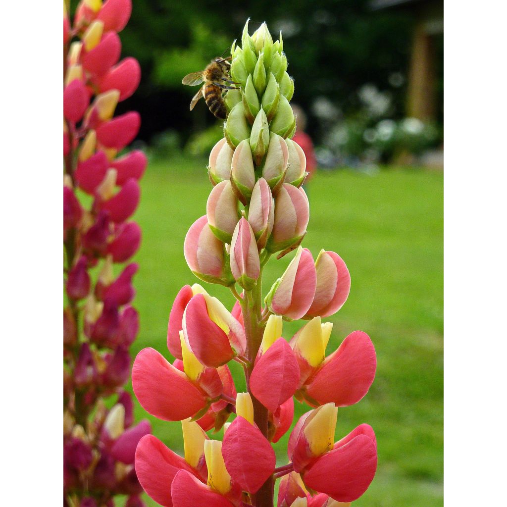 Lupin West Country Tequila Flame rouge et jaune