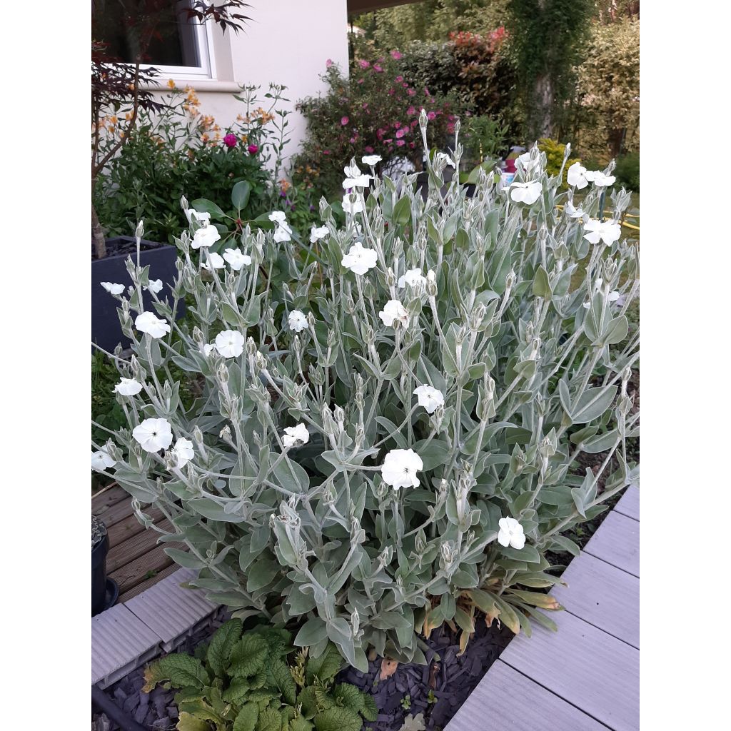 Lychnis coronaria Alba - Coquelourde des jardins blanche