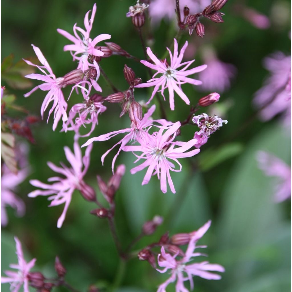 Lychnis flos-cuculi - Oeillet des près