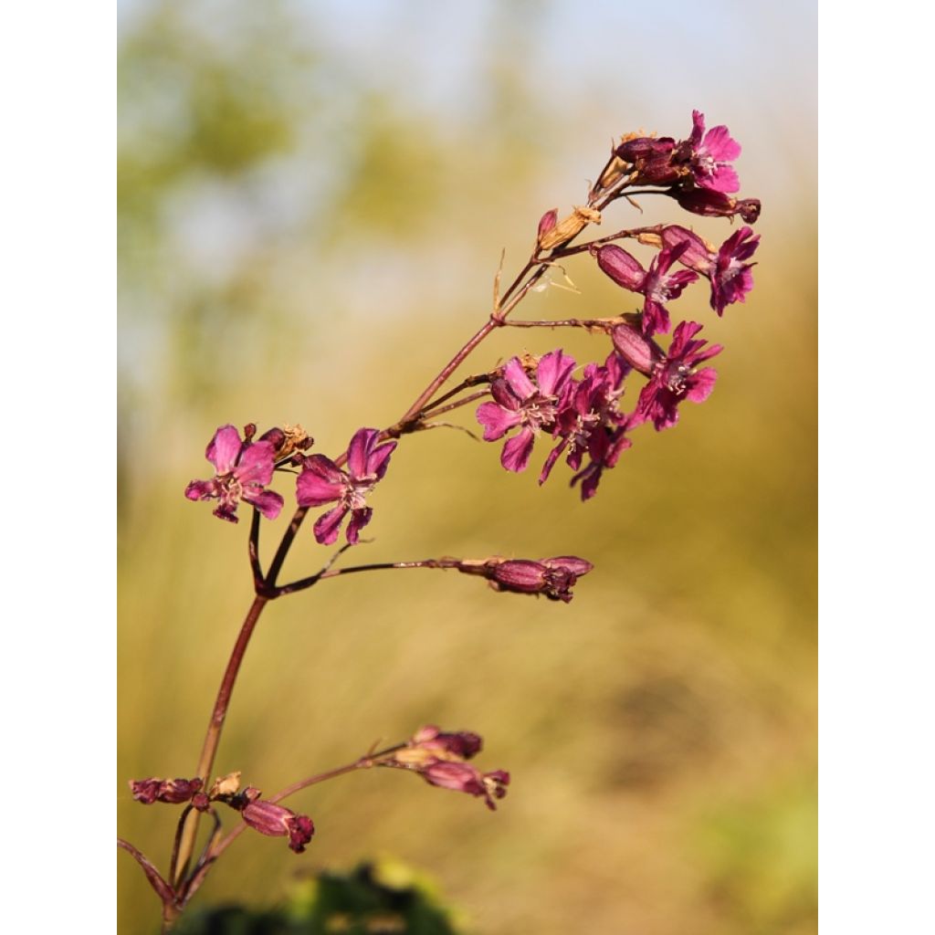 Lychnis viscaria Splendens - Attrape-mouches