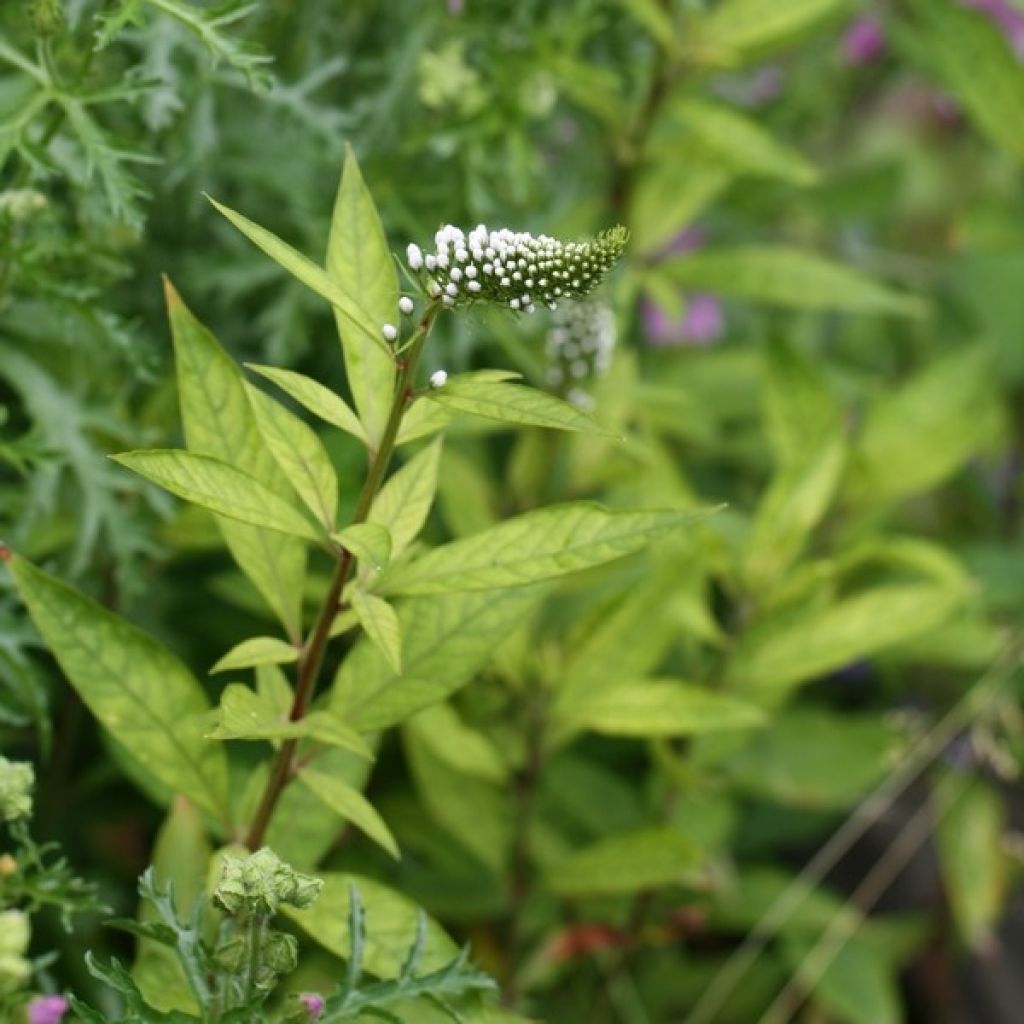 Lysimachia clethroïdes - Lysimaque de chine