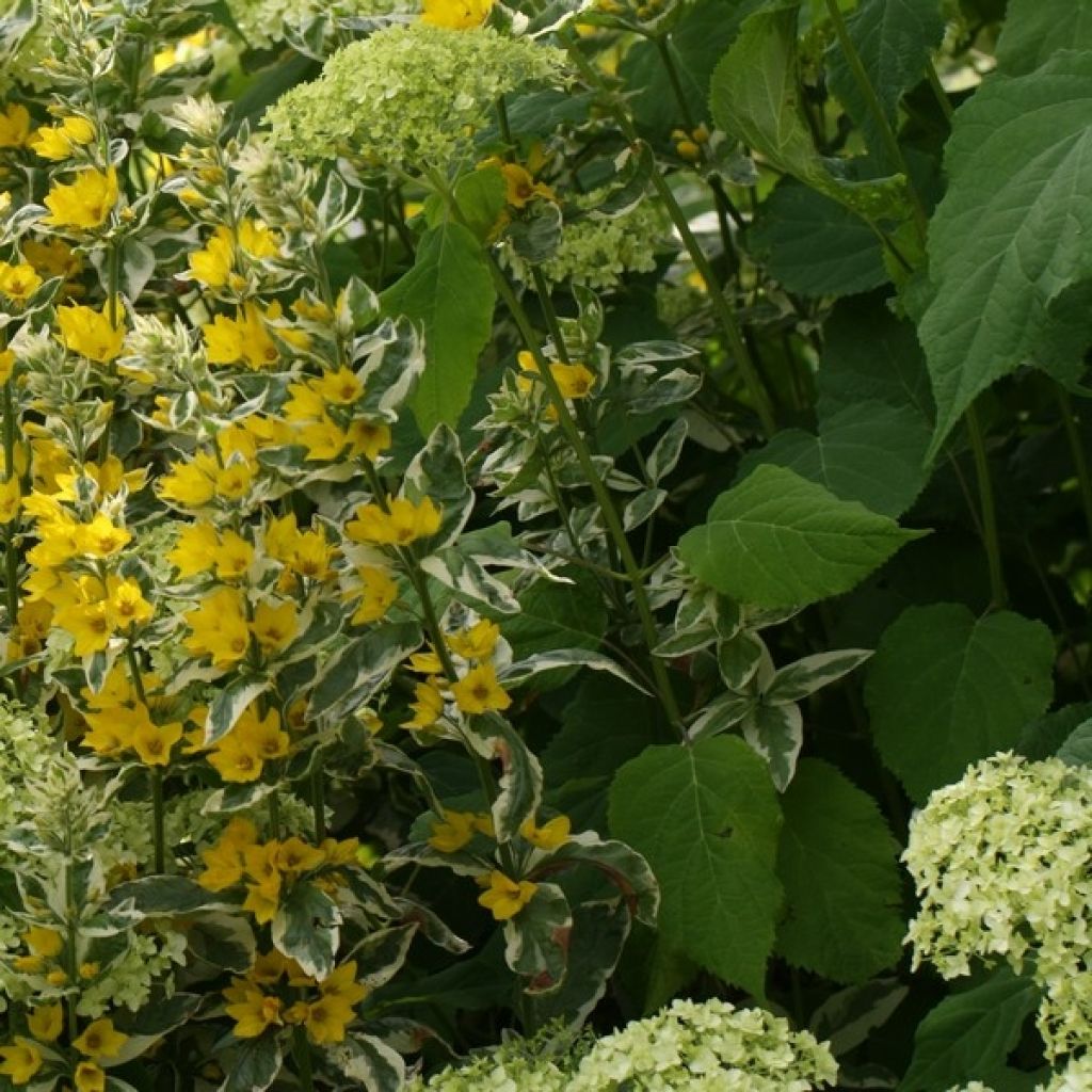 Lysimachia punctata Alexander - Lysimaque panachée