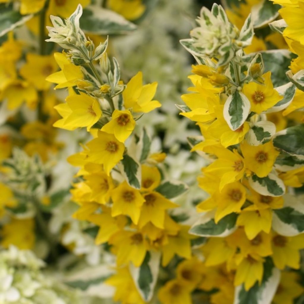 Lysimachia punctata Alexander - Lysimaque panachée