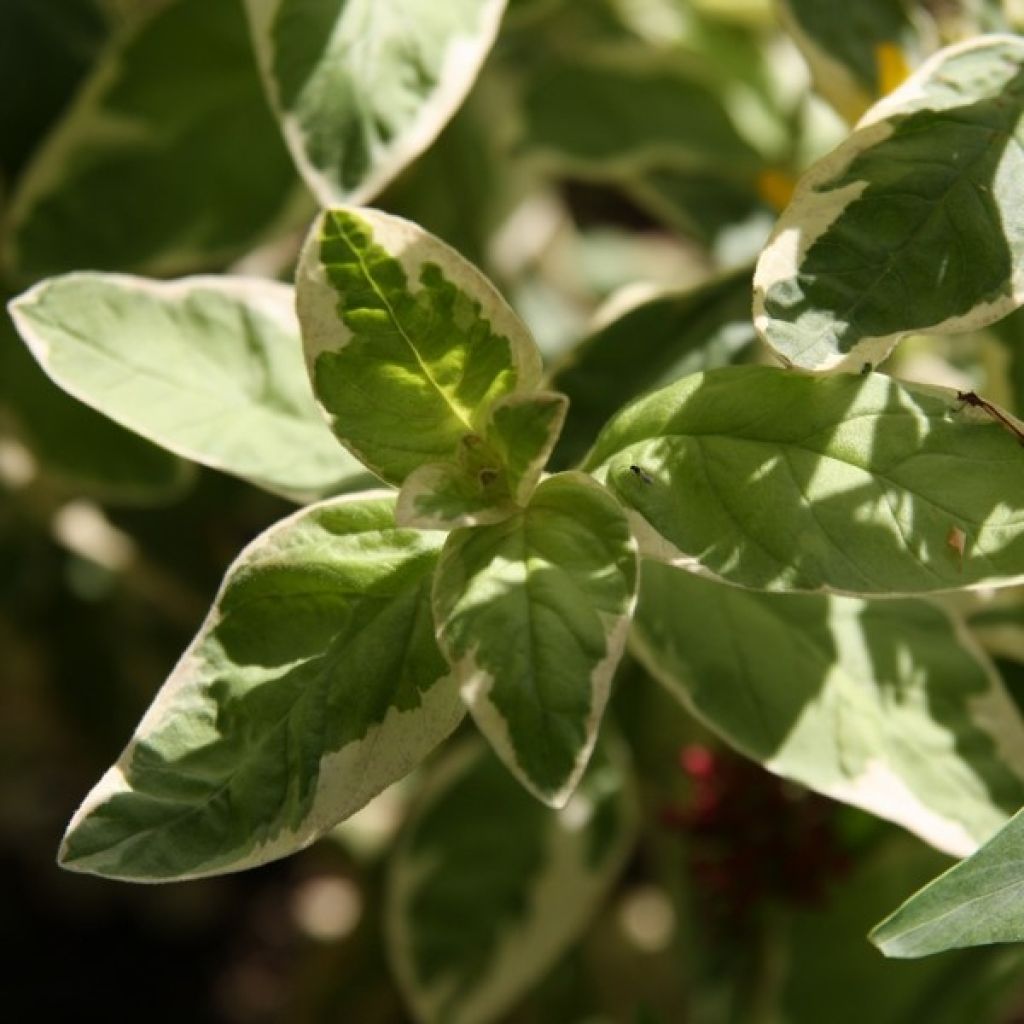 Lysimachia punctata Alexander - Lysimaque panachée