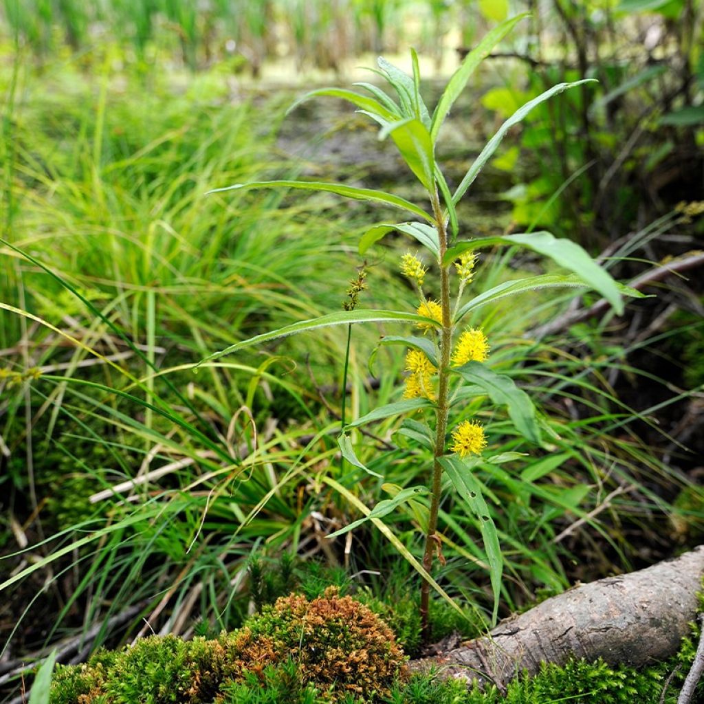 Lysimachia thyrsiflora - Lysimaque à fleurs en thyrse