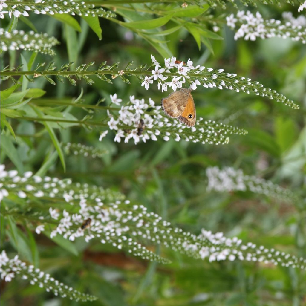 Lysimachia fortunei - Lysimaque