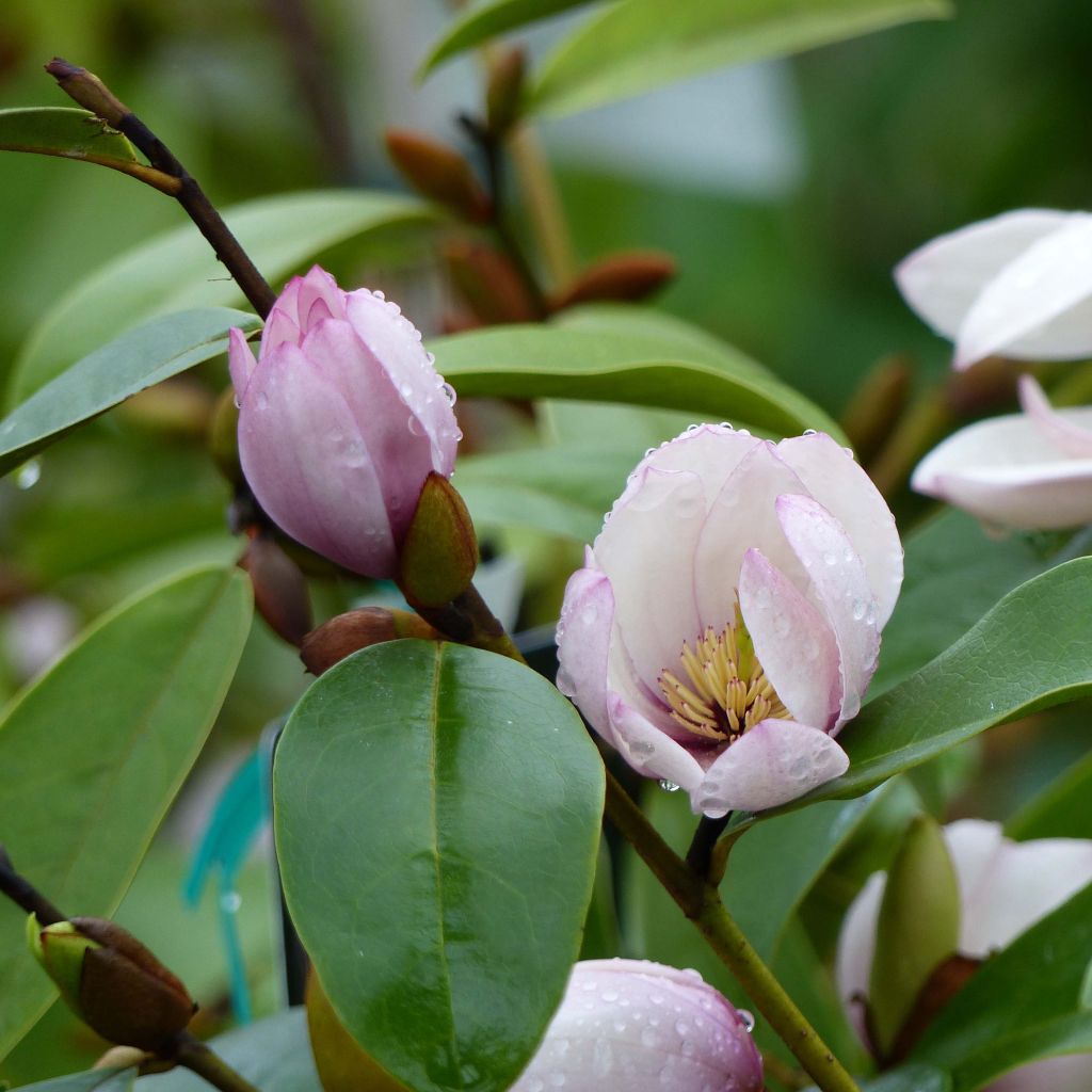 Magnolia Fairy Blush - Michelia hybride