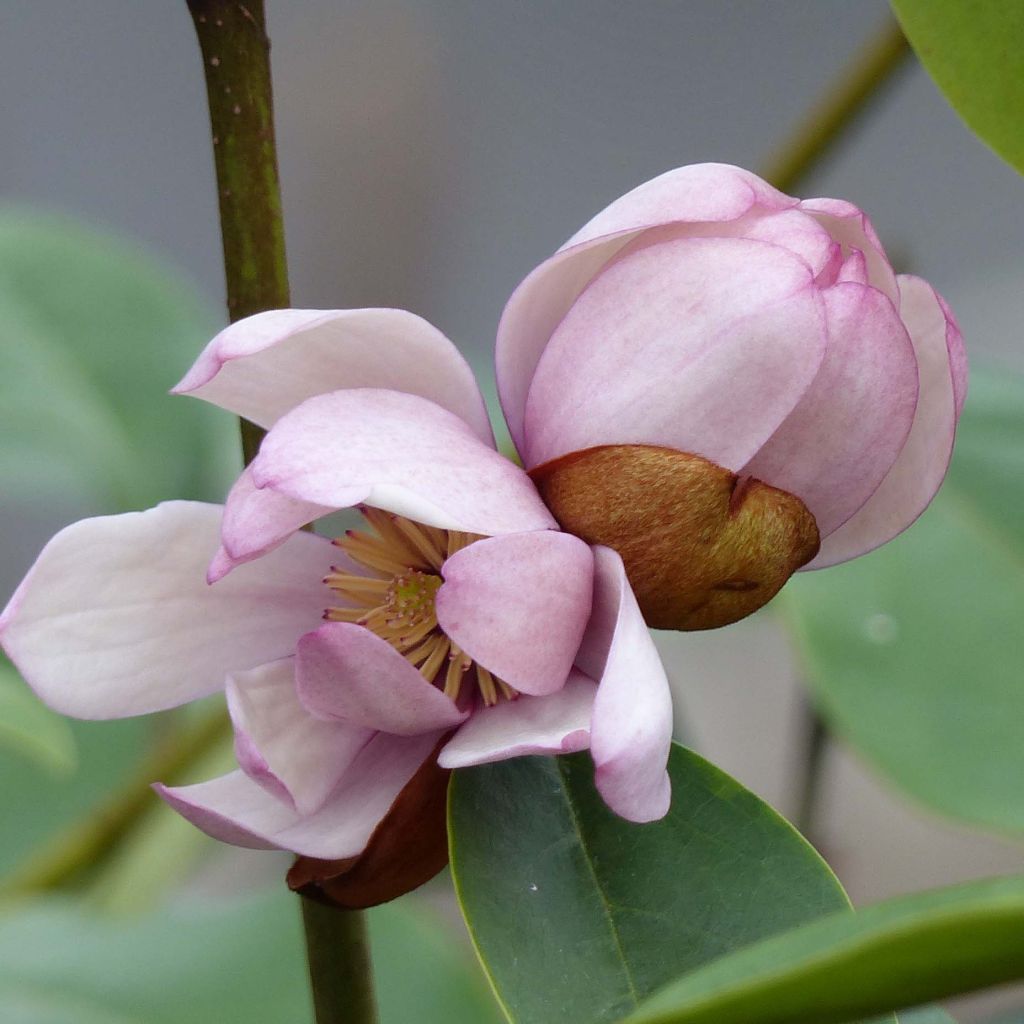 Magnolia Fairy Blush - Michelia hybride