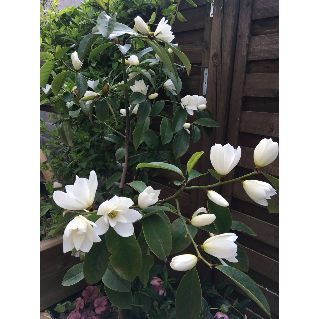 Magnolia Fairy White - Michelia hybride