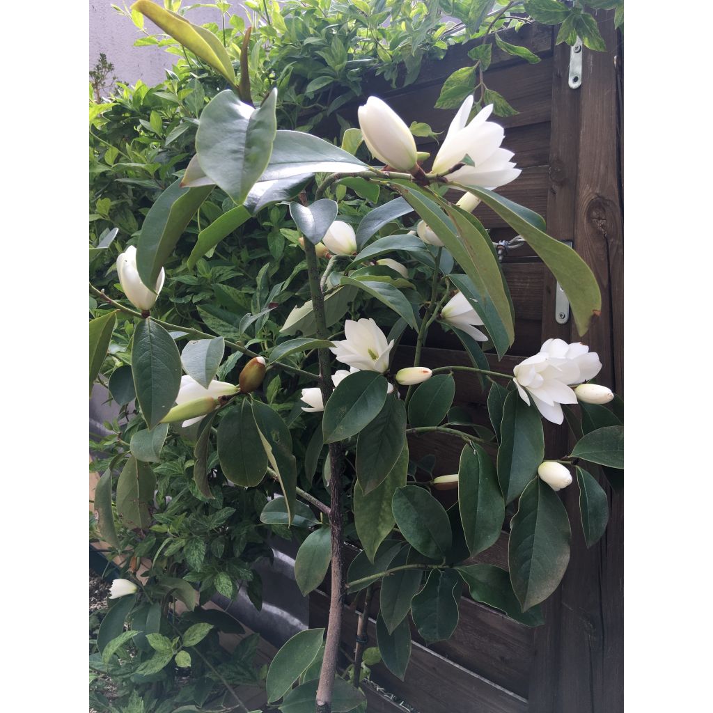 Magnolia Fairy White - Michelia hybride