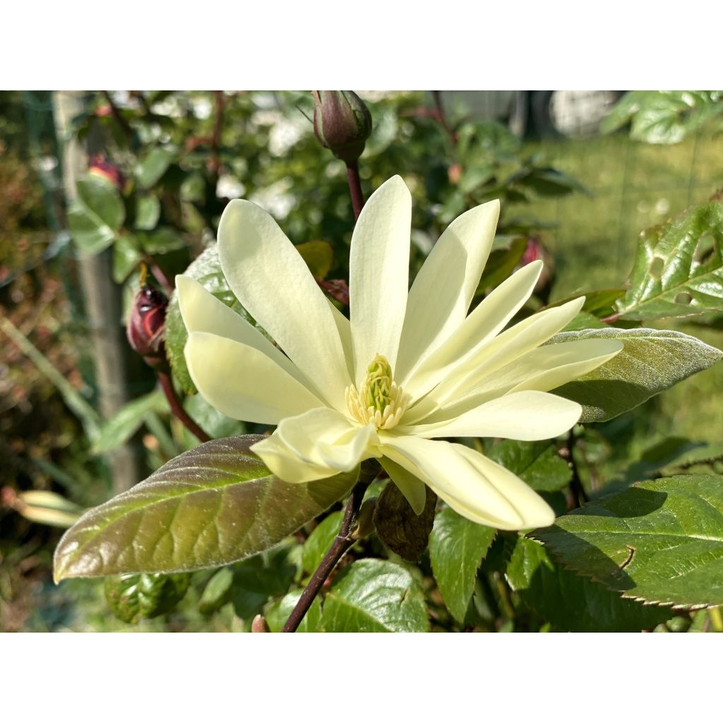 Magnolia Gold Star