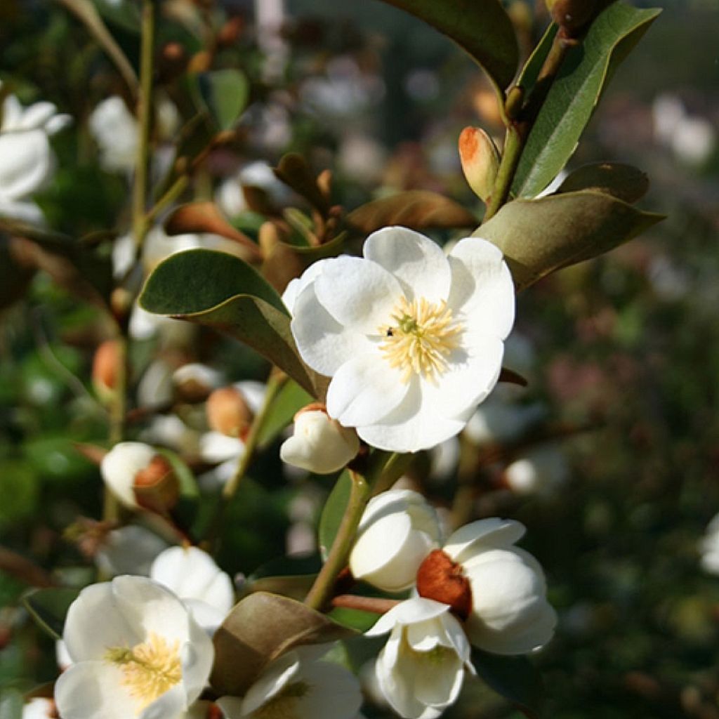 Magnolia laevifolia Achteraan - Michelia yunnanensis