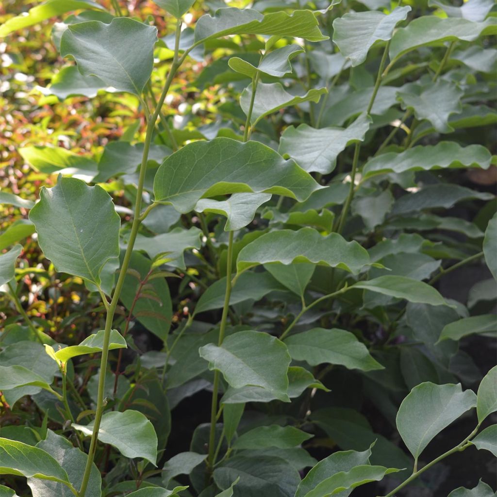 Magnolia soulangeana - Magnolia de Soulange