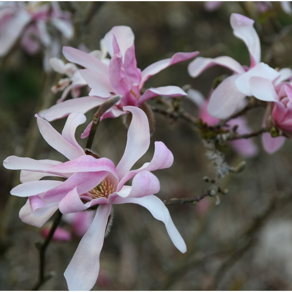 Magnolia loebneri Leonard Messel