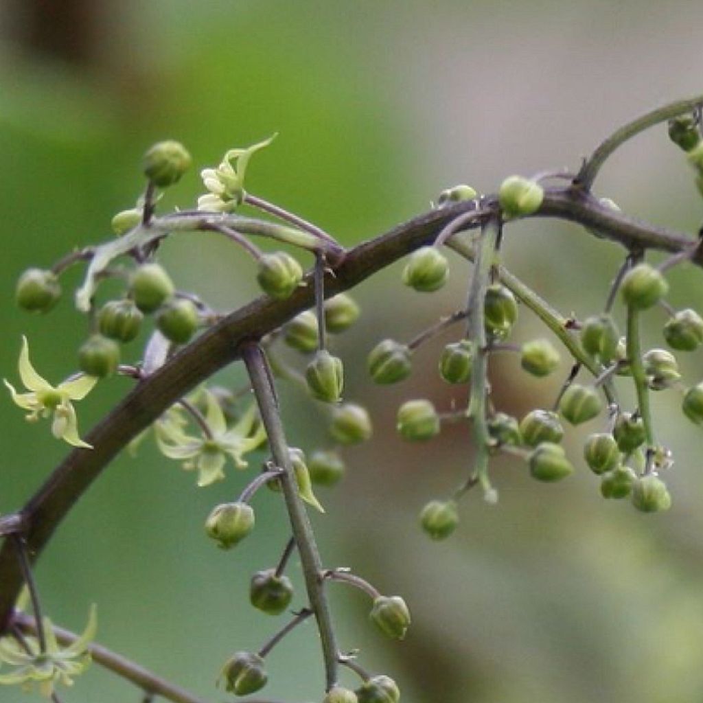 Maianthemum tatsienense - Faux Sceau de Salomon
