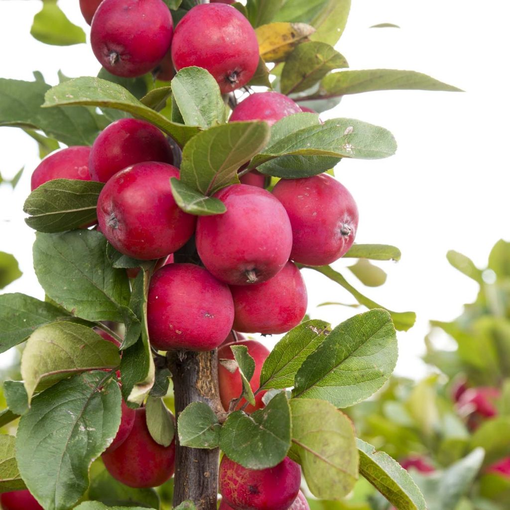 Malus Appletini (Gulliver) - Pommier d'ornement 