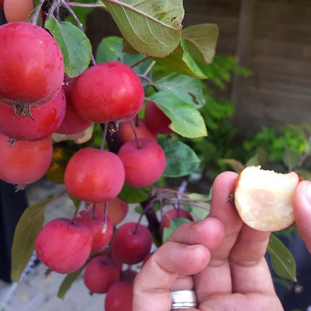 Malus Appletini (Gulliver) - Pommier d'ornement 