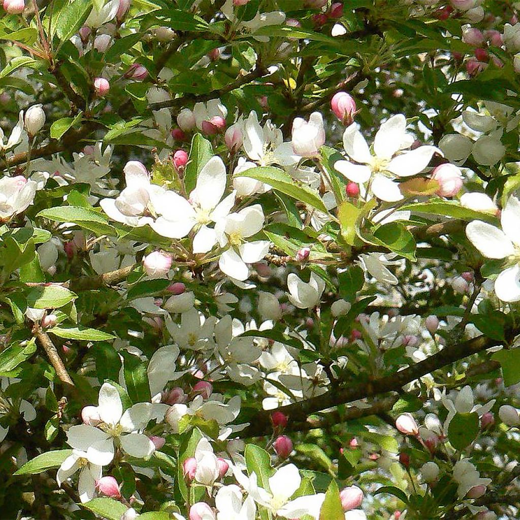 Malus Comtesse De Paris