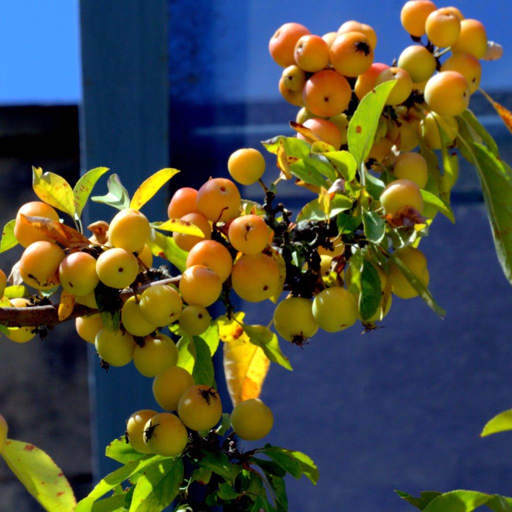 Pommier d'ornement - Malus Golden Hornet