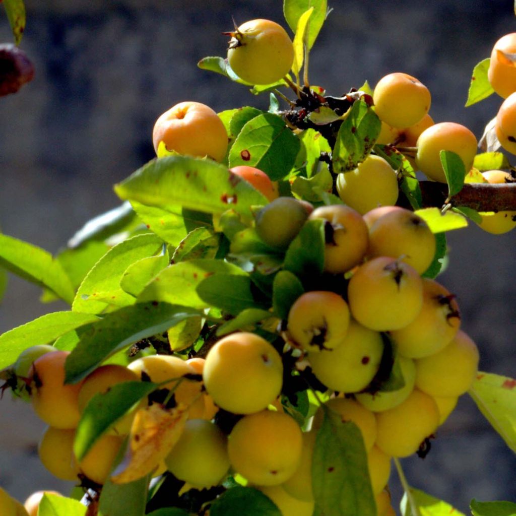 Pommier d'ornement - Malus Golden Hornet