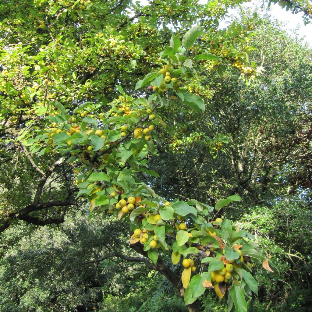 Pommier d'ornement - Malus Golden Hornet