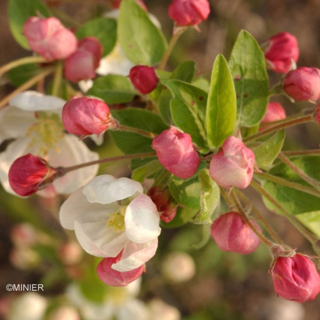 Pommier d'ornement - Malus Perpetu Evereste