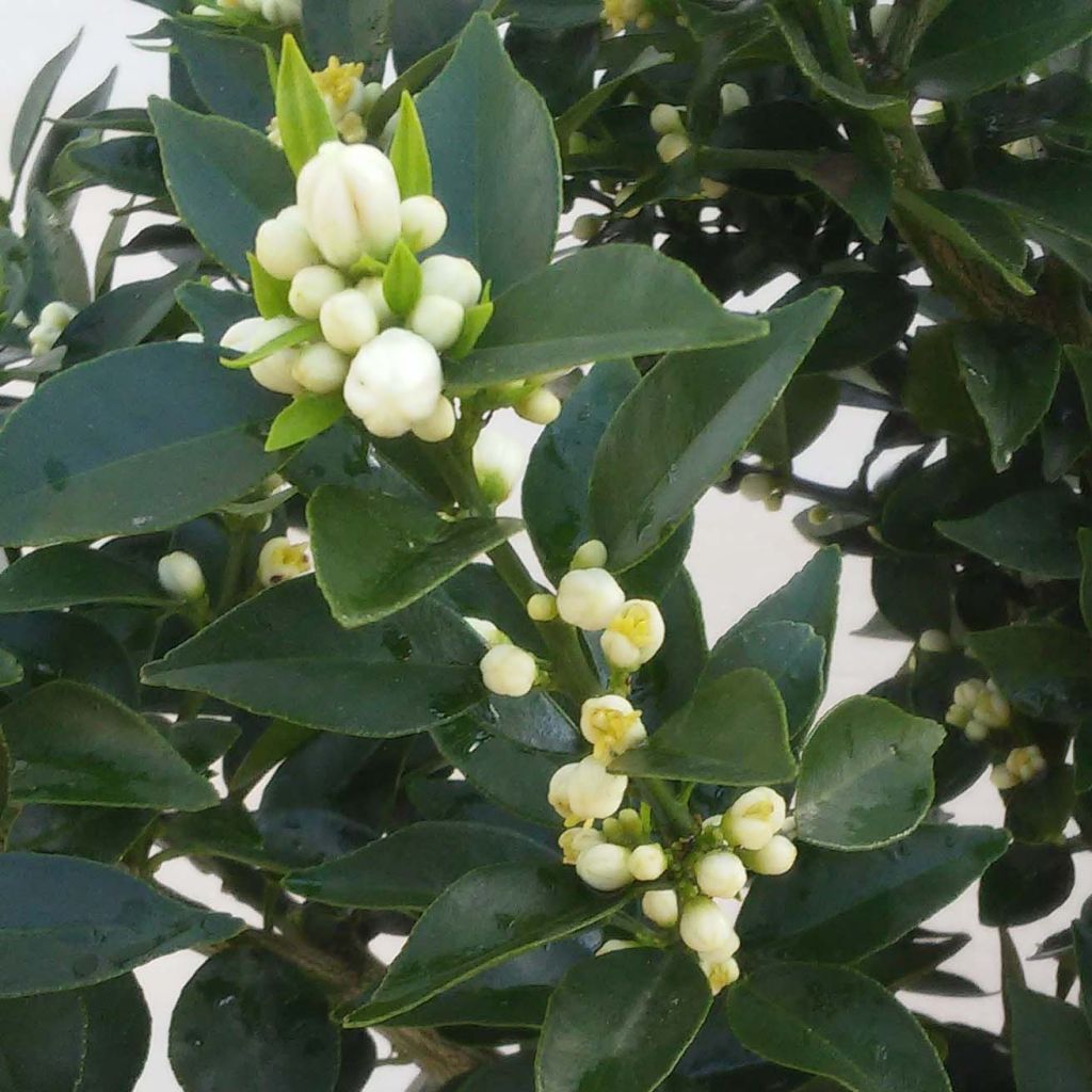 Mandarinier Chinois - Citrus myrtifolia