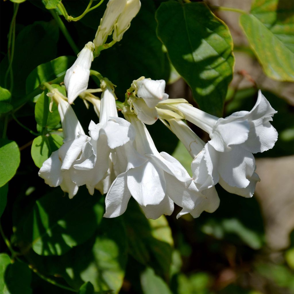 Mandevilla laxa - Jasmin du Chili