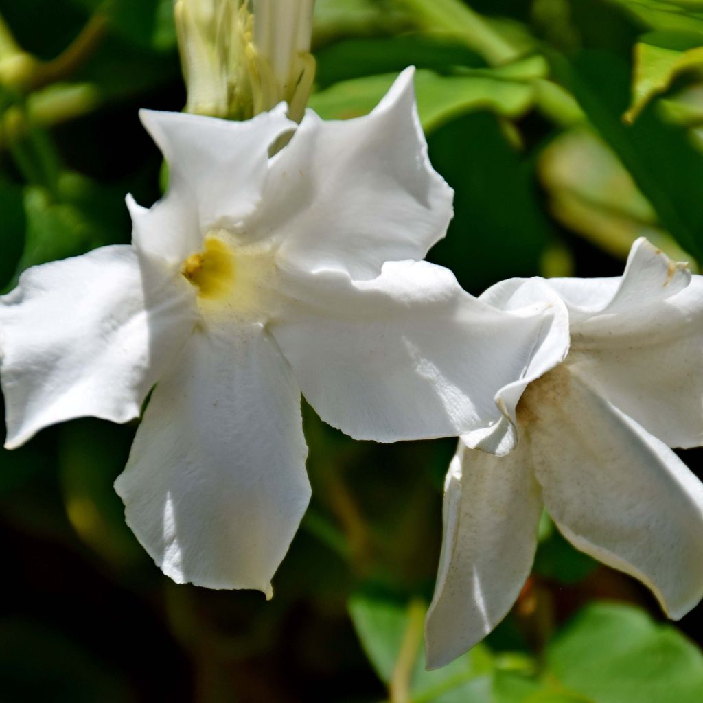 Mandevilla laxa - Jasmin du Chili