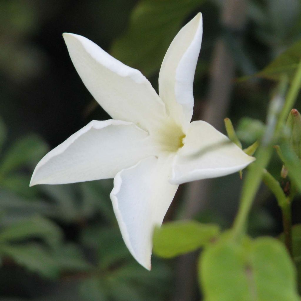 Mandevilla laxa - Jasmin du Chili